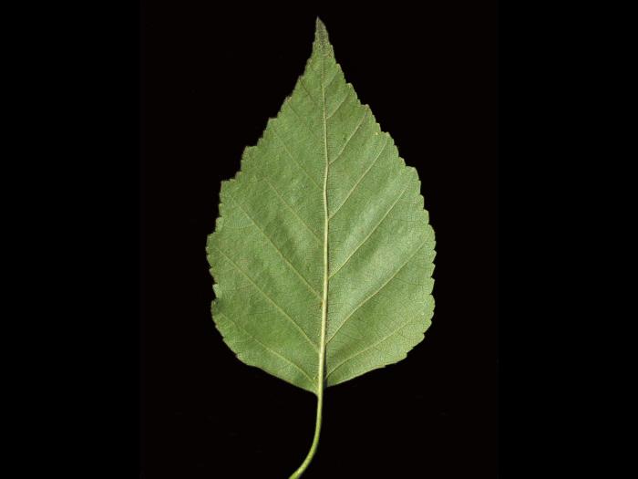 Bouleau blanc(Betula papyrifera)_6