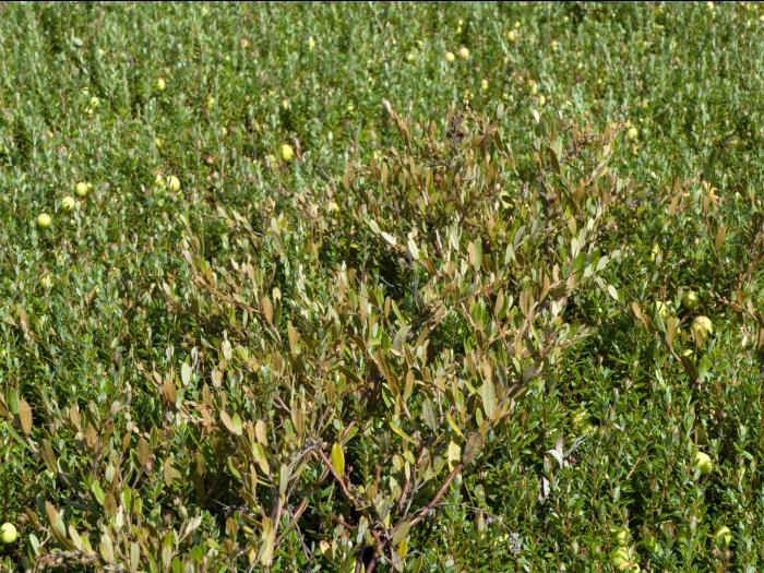 Cassandre caliculé(Chamaedaphne calyculata)_3