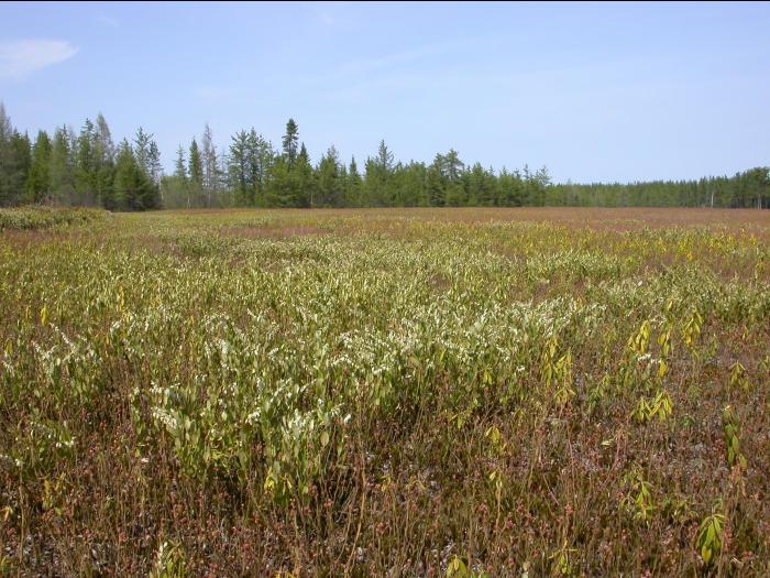 Cassandre caliculé(Chamaedaphne calyculata)_13