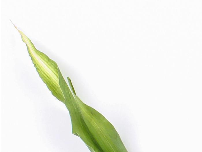 Maïs grain et fourrager - glyphosate (9)_17