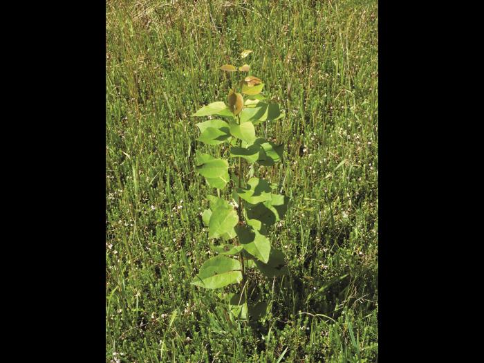 Peuplier baumier (Populus balsamifera)_2
