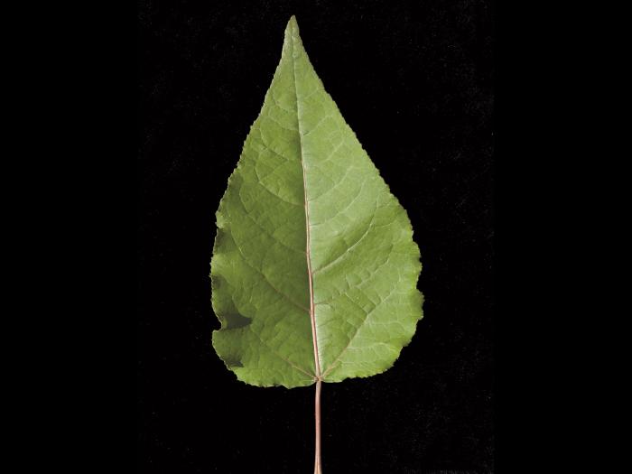 Peuplier baumier (Populus balsamifera)_6