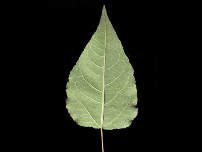Peuplier baumier (Populus balsamifera)_7