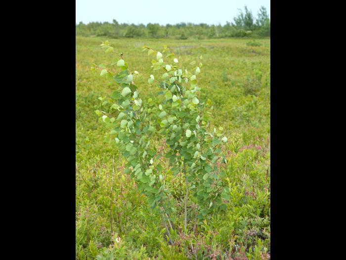 Peuplier faux-tremble (Populus tremuloides)_10