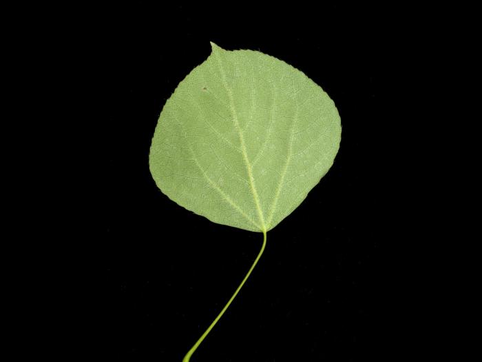 Peuplier faux-tremble (Populus tremuloides)_12
