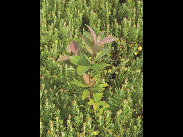 Saule feuilles poirier (Salix pyrifolia)_1