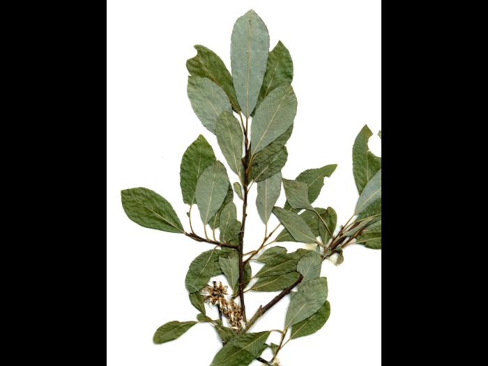 Saule discolore (Salix discolor)_8