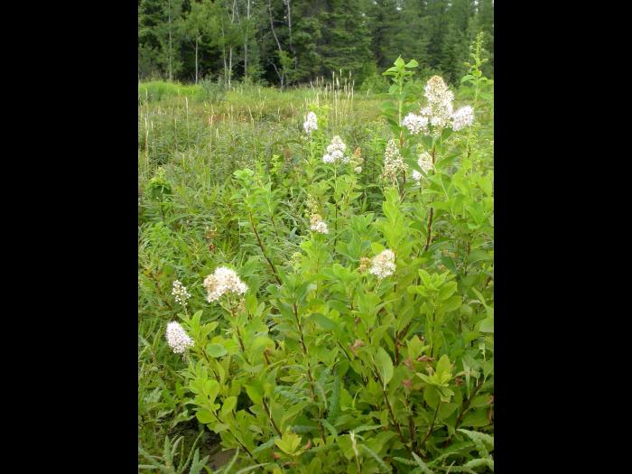 Spirée à larges feuilles(Spiraea alba var. latifolia)_7