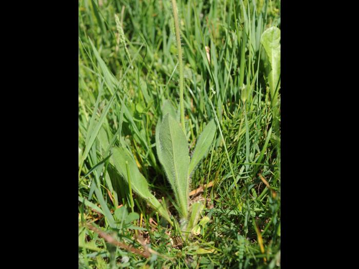 Épervière orangée(Pilosella aurantiaca)_12