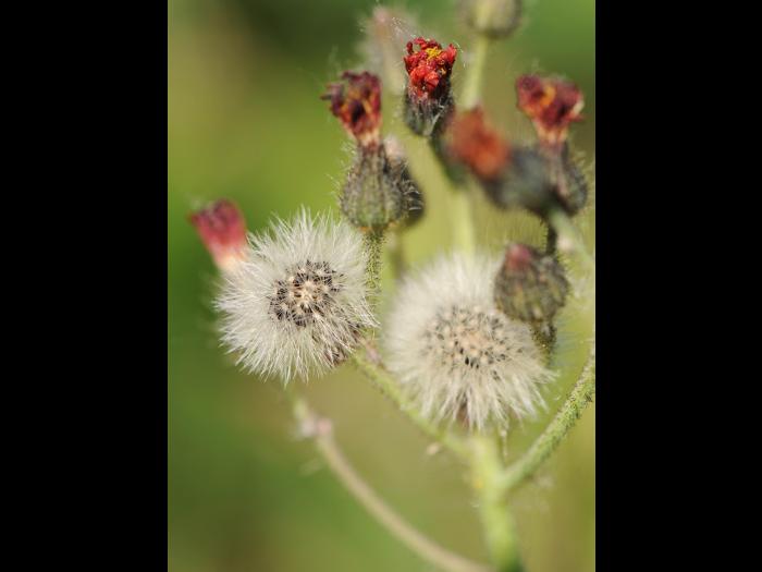 Épervière orangée(Pilosella aurantiaca)_16