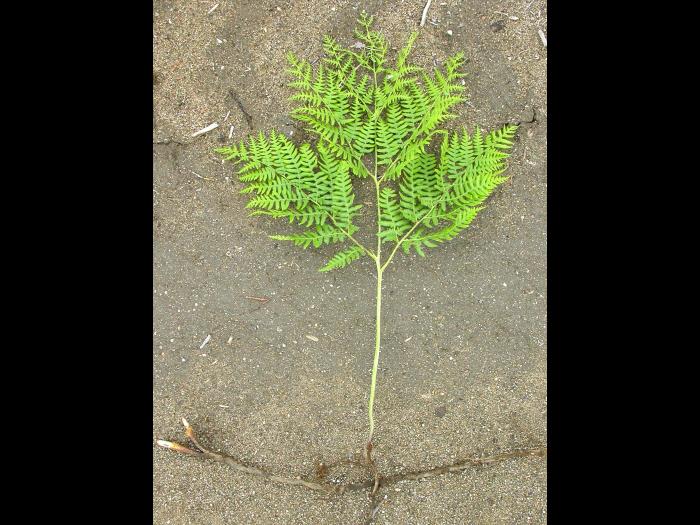 Fougère-aigle (Pteridium aquilinum)_2
