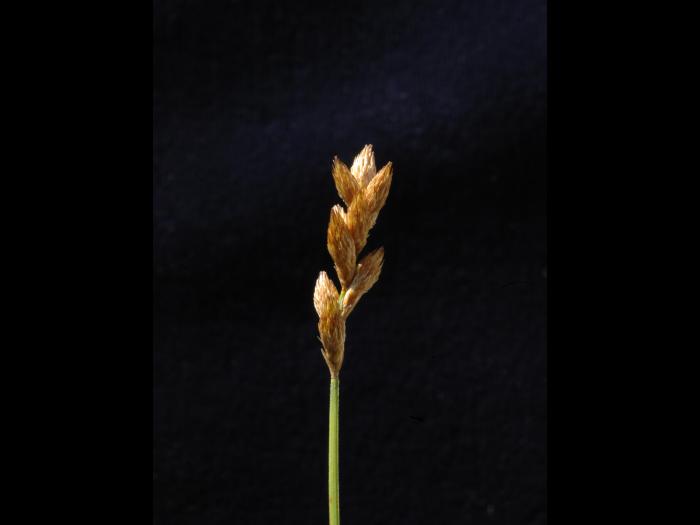 Carex balais(Carex scoparia)_3