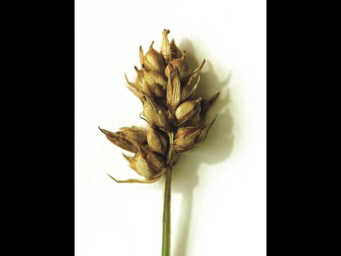 Carex longs stolons(Carex chordorrhiza)_1