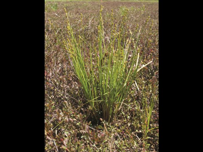 Carex blanchâtre(Carex canescens)_1
