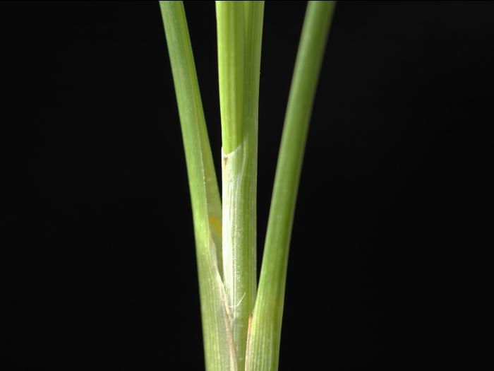 Carex oligosperme(Carex oligosperma)_4