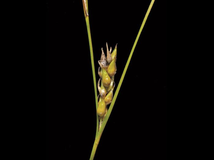 Carex oligosperme(Carex oligosperma)_6