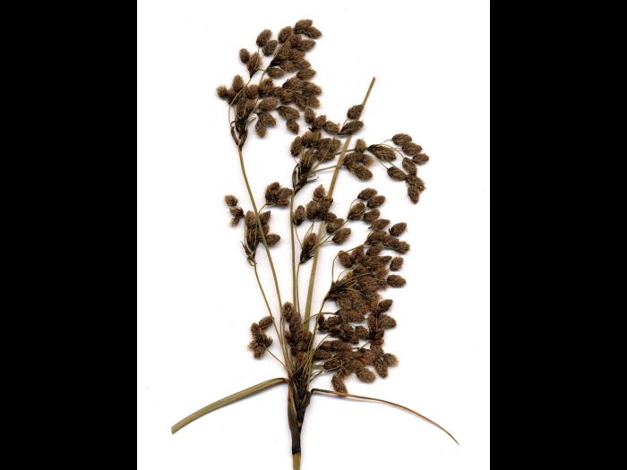 Scirpe ceinture noire (Scirpus atrocinctus)_5