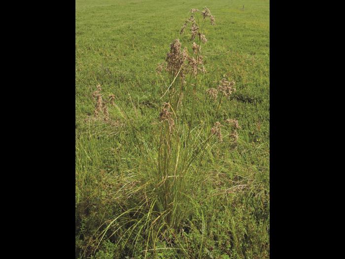 Scirpe souchet (Scirpus cyperinus)_1