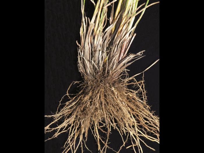 Scirpe souchet (Scirpus cyperinus)_5