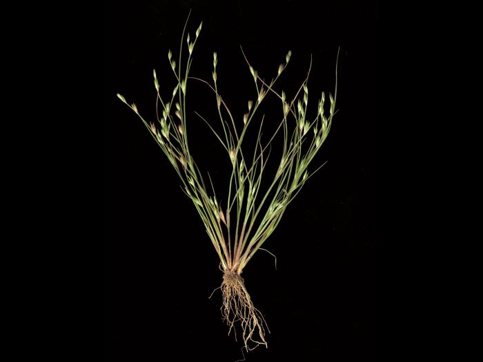 Jonc des crapauds (Juncus bufonius)_1