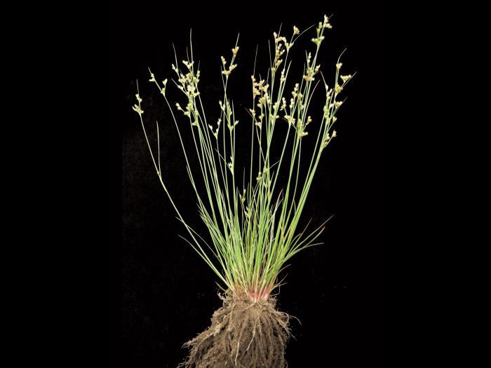 Jonc grêle (Juncus tenuis)_2
