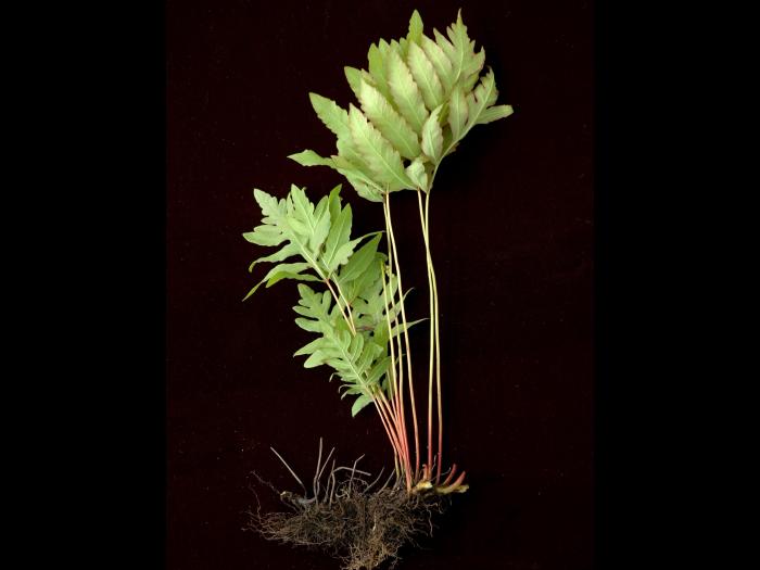 Onoclée sensible (Onoclea sensibilis)_7