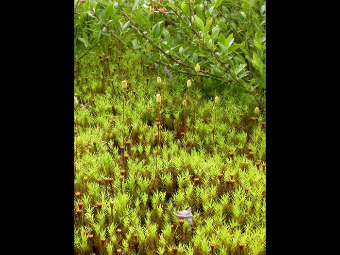 Polytrics (Polytrichum spp.)_6