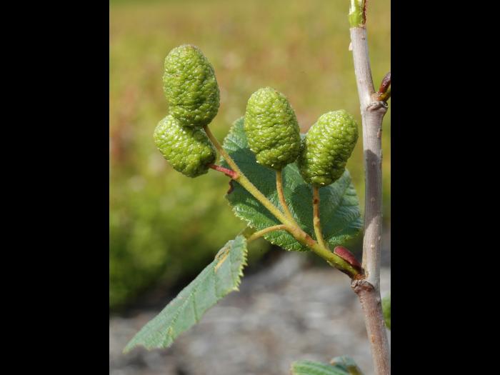 Aulne crispé(Alnus alnobetula)_3
