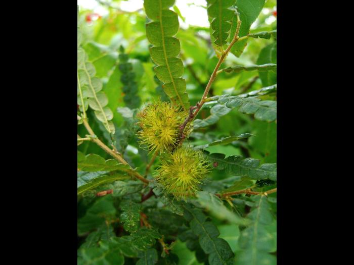 Comptonie voyageuse(Comptonia peregrina)_4