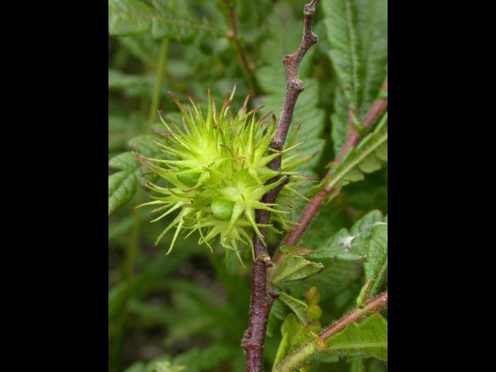 Comptonie voyageuse(Comptonia peregrina)_5