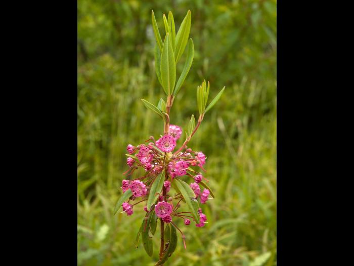 Kalmia feuilles étroites (Kalmia angustifolia)_1