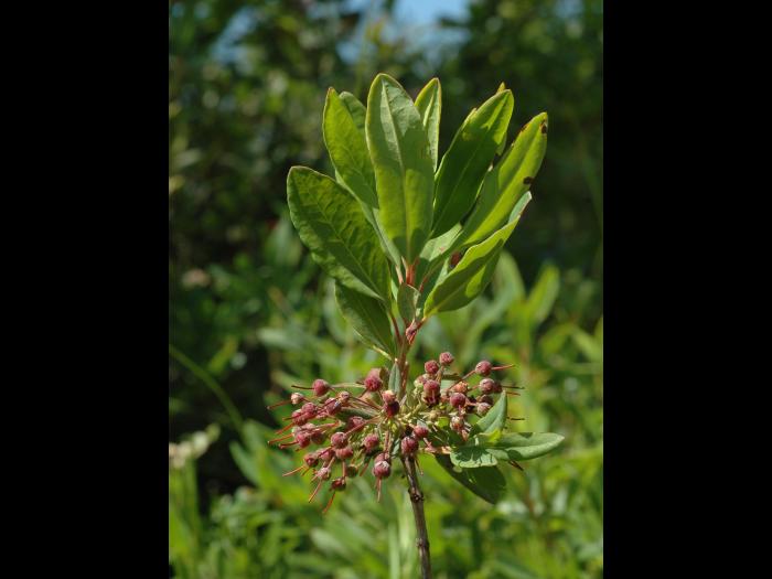 Kalmia feuilles étroites (Kalmia angustifolia)_3