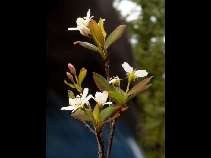 Amélanchier de Bartram(Amelanchier bartramiana)_3