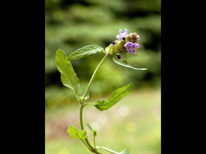 Brunelle vulgaire(Prunella vulgaris)_1