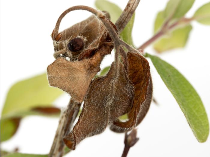 Camerise - glyphosate (9)_5