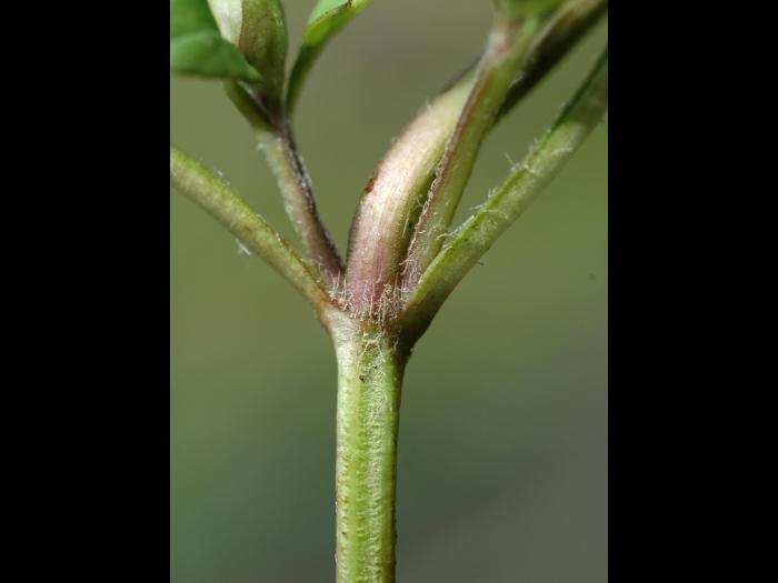 Brunelle vulgaire(Prunella vulgaris)_2
