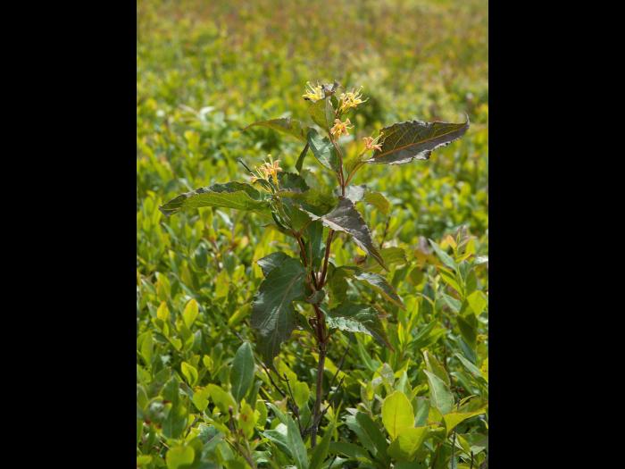 Dièreville chèvrefeuille(Diervilla lonicera)_6