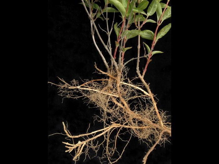 Dièreville chèvrefeuille(Diervilla lonicera)_7