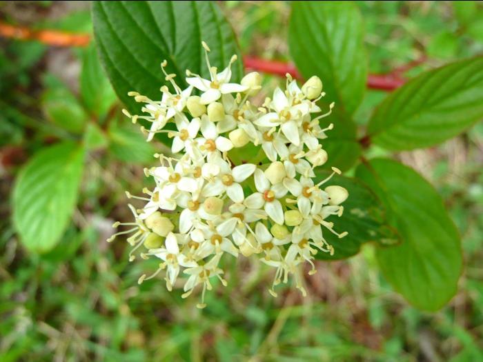 Cornouiller hart-rouge(Cornus sericea)_4