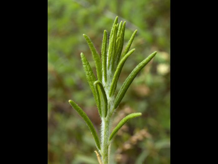 Thé du Labrador(Rhododendron groenlandicum)_4
