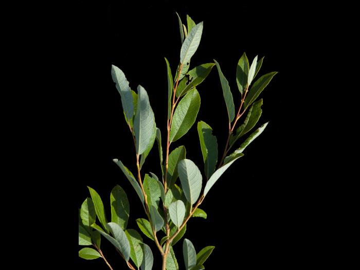 Saule humble (Salix humilis)_2