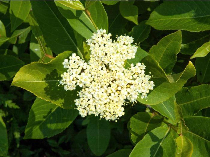 Viorne cassinoïde(Viburnum cassinoides)_2
