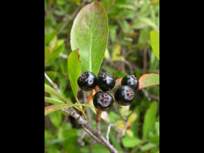 Aronie fruits noirs(Aronia melanocarpa)_3