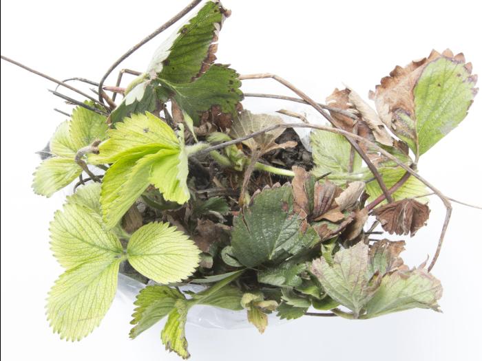 Fraise - glyphosate (9)_16