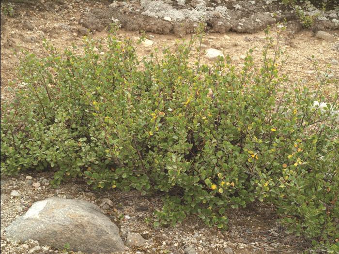 Bouleau glanduleux(Betula glandulosa)_3