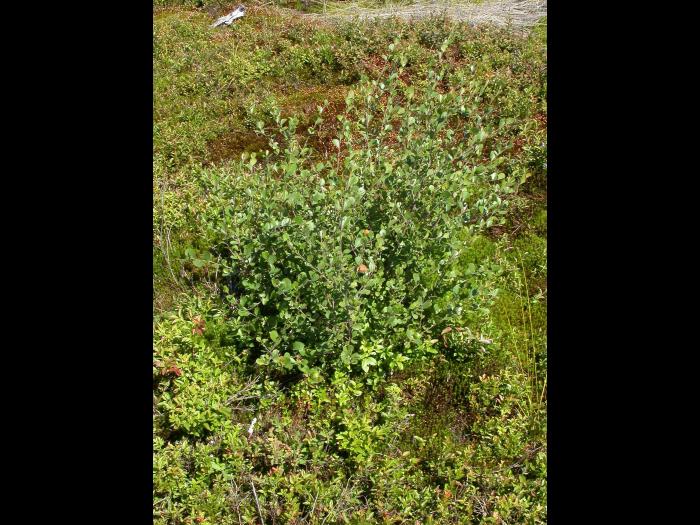 Bouleau nain boréal(Betula pumila)_1