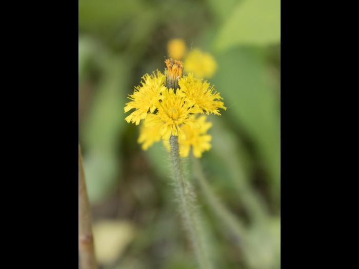 Épervière prés(Pilosella caespitosa)_8