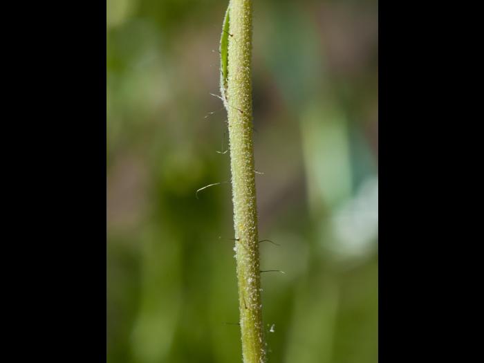 Épervière fleurs nombreuses(Pilosella x floribunda)_2