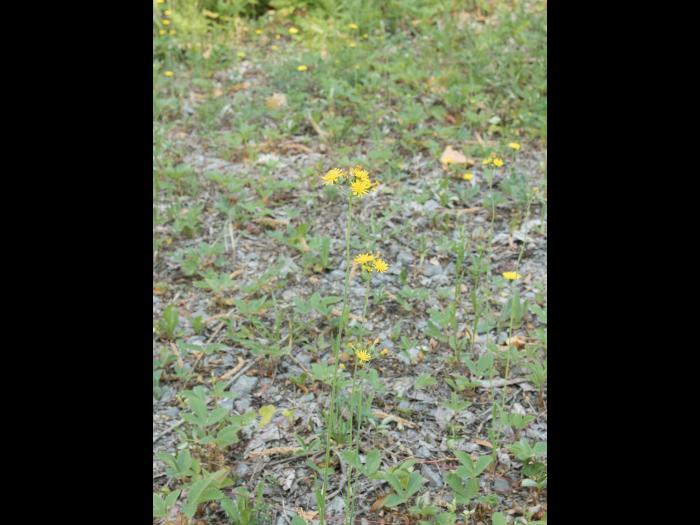 Épervière fleurs nombreuses(Pilosella x floribunda)_4