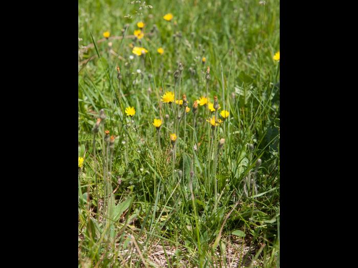 Épervière piloselle(Pilosella officinarum)_5